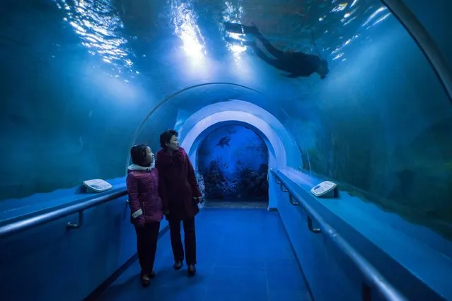 Visitors watch a diver from an underwater tunnel of an aquarium at the Central Zoo on the outskirts of Pyongyang on November 27, 2016. (Photo by Ed Jones/AFP Photo)