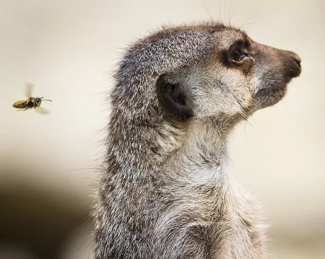 A young meerkat is attacked by a bee in its enclosure at the zoo in Kronberg, Germany, Wednesday, September 19, 2018. (Photo by Michael Probst/AP Photo)