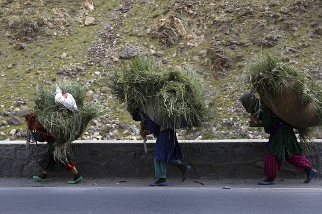 Afghan women carry grass for cattle on their backs, in the Srobi district of Kabul, Afghanistan, Wednesday, April 21, 2021. (Photo by Rahmat Gul/AP Photo)