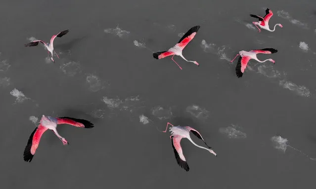 Aerial shot of flamingoes in a lake in Torrevieja, Costa Blanca. Spain. (Photo by Aleksandrs Tihonovs/Alamy Stock Photo)