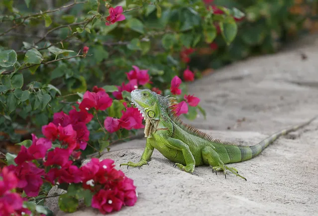A green iguana checks out the flowers on a Bougainvillea plant, Wednesday, December 7, 2016, in Hollywood, Fla. The invasive reptiles eat mostly leaves, flowers and fruit and are prolific in South Florida. (Photo by Wilfredo Lee/AP Photo)
