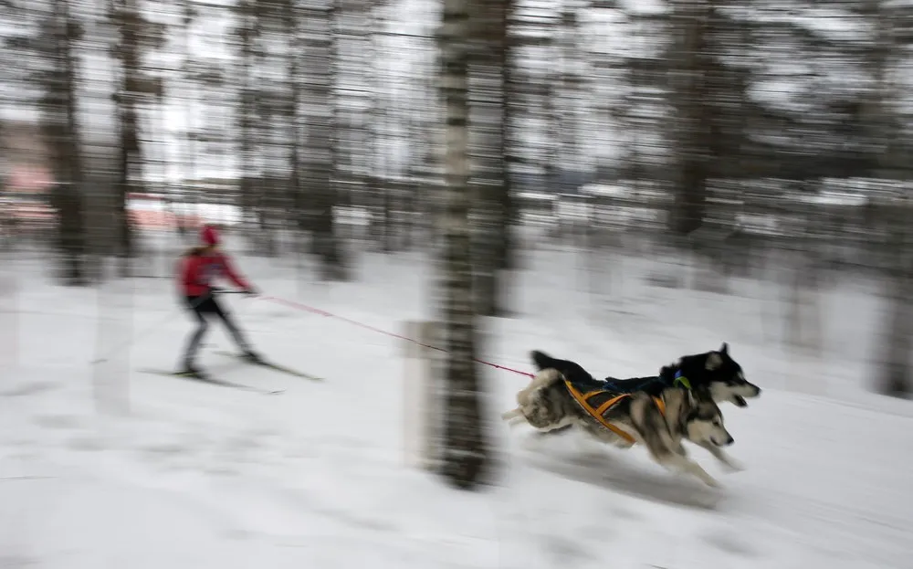 Dog Sled Race in Russia