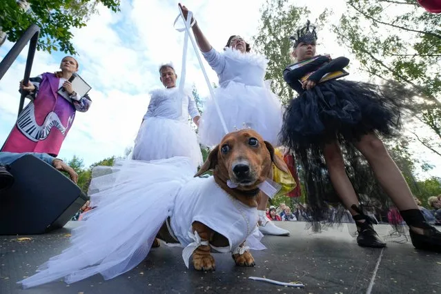 A family wearing ballet costumes stand at a podium with their dachshund during a dachshund parade festival in St. Petersburg, Russia, Saturday, September 16, 2023. (Photo by Dmitri Lovetsky/AP Photo)