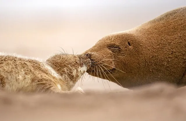 A mother grey seal is reunited with her pup upon returning from a fishing trip on the beach at Donna Nook, Lincolnshire, UK in the first decade of October 2023. (Photo by Brian Matthews/Solent News)