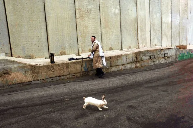 An ultra-Orthodox Jew prays next to a concrete separation barrier, as a rabbit runs nearby, in the West Bank town of Bethlehem during the Jewish holiday of Sukkot, Sunday, October 1, 2023. The barrier was built by Israel to secure Rachel's Tomb, Judaism's third-holiest shrine – a site frequented by Jews during the weeklong holiday to commemorate the Israelites' 40 years of wandering in the desert. (Photo by Oded Balilty/AP Photo)