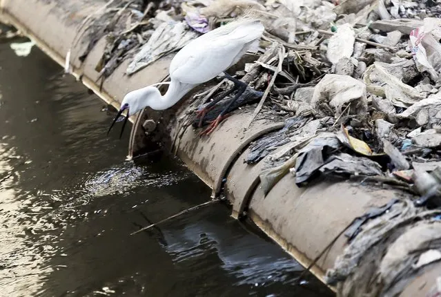 A Cattle Egret searches for food near litter and waste at a canal which is connected to the river Nile in Cairo March 22, 2015. (Photo by Amr Abdallah Dalsh/Reuters)