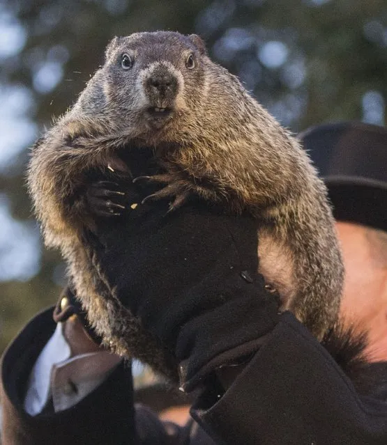 Handler John Griffiths holds up Punxsutawney Phil during the annual celebration of Groundhog Day on Gobbler's Knob in Punxsutawney, Pa., Tuesday, February 2, 2016. (Photo by Mark Pynes/PennLive.com via AP Photo)