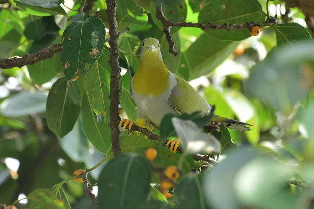 A Green pigeon sits on the branch of a tree in Morigaon District of Assam, India on October 23 , 2023. (Photo by Anuwar Hazarika/NurPhoto/Rex Features/Shutterstock)