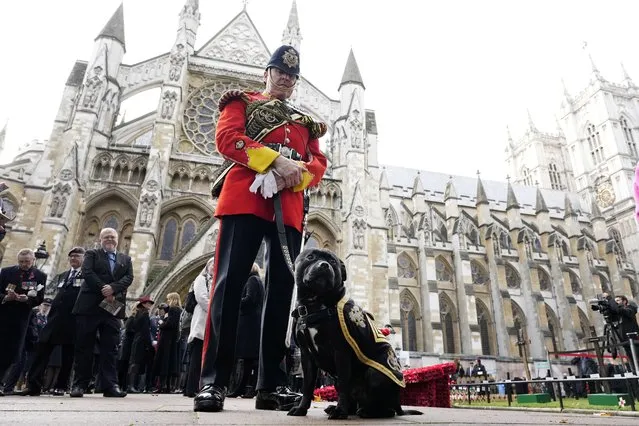 A soldier of the Staffordshire Regiment and his mascot dog Watchman Six attend the 95th year of the Field of Remembrance at Westminster Abbey in London, Thursday, November 9, 2023. (Photo by Alastair Grant/AP Photo)
