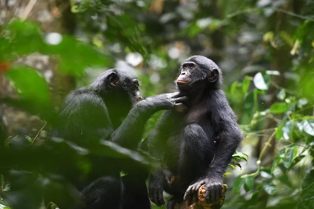 This undated handout picture provided by the Kokolopori Bonobo Research Project shows bonobos grooming each other at the Kokolopori Bonobo Reserve in the Democratic Republic of Congo. Human society is founded on our ability to cooperate with others beyond our immediate family and social groups. According to a study published on November 16, 2023 in Science, we're not alone: bonobos team up with outsiders too, in everything from grooming to food sharing and even forming alliances against sexual aggressors. Lead author Liran Samuni of the German Primate Center in Goettingen told AFP studying the primates offered a “window into our past”, possibly signaling an evolutionary basis for how our own species began wider-scale collaborative endeavors. (Photo by Martin Surbeck/Kokolopori Bonobo Research Project/AFP Photo)