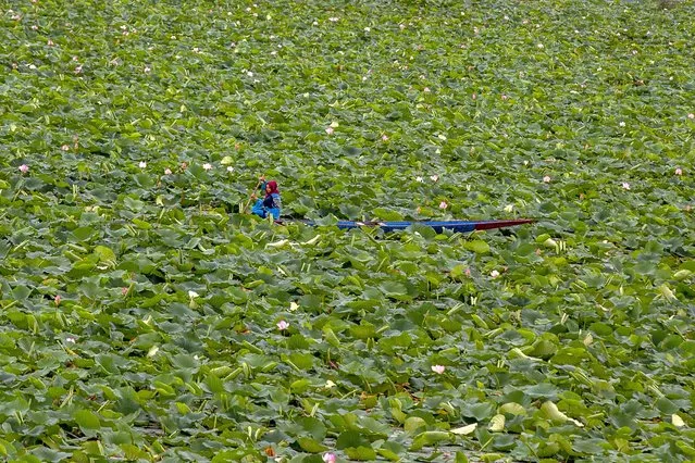 A Kashmiri woman rows her boat through lotus plants on the Dal Lake in Srinagar, Indian controlled Kashmir, Tuesday, August 3, 2021. Nestled in the Himalayan mountains, Kashmir is known for its beautiful lakes and saucer-shaped valleys. (Photo by Dar Yasin/AP Photo)