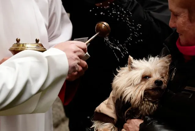 A priest anoints a dog at the San Anton church during the feast of Saint Anthony, Spain's patron saint of animals in Madrid, Spain, Thursday, January 17, 2019. The feast is celebrated each year in many parts of Spain and people bring their animals to churches to be blessed. (Photo by Manu Fernandez/AP Photo)