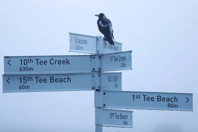 A Magpie is seen during Day one of the ISPS Handa Vic Open at 13th Beach Golf Club on February 07, 2019 in Geelong, Australia. (Photo by Michael Dodge/Getty Images)