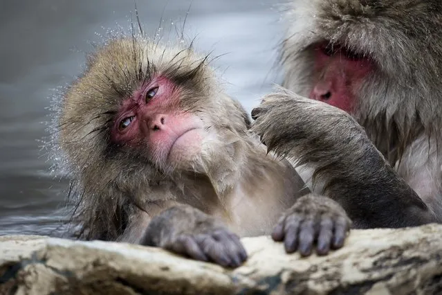 Macaque monkeys bathe in a hot spring at the Jigokudani Yaen-koen wild Macaque monkey park on February 8, 2019 in Yamanouchi, Japan. The wild Japanese macaques are known as snow monkeys, according to the park's official website. (Photo by Tomohiro Ohsumi/Getty Images)