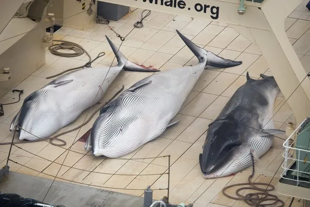 Three Minke whales are pictured on the deck of the Japanese whaling vessel Nisshin Maru inside what Sea Shepherd Australia says is an internationally recognised whale sanctuary in this handout image dated January 5, 2014. Aerial footage released by the Sea Shepherd Conservation Society appeared to show the bloodied remains of three minke whales on board the Japanese factory ship Nisshin Maru as it sailed in the Southern Ocean. The group said it had information that a fourth whale had also been killed. (Photo by Tim Watters/Sea Shepherd Australia)