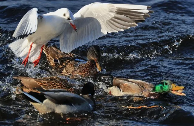 A gull and ducks fight over food on the Volga River in Ivanovo Region, Russia in mid-autumn, October 12, 2021. (Photo by Vladimir Smirnov/TASS)