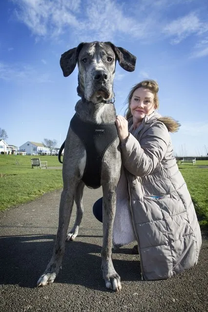 Miss Stoneman gets up in the small hours of the morning for Freddy's daily 40-minute walk. (Photo by Matt Writtle/Barcroft Media)