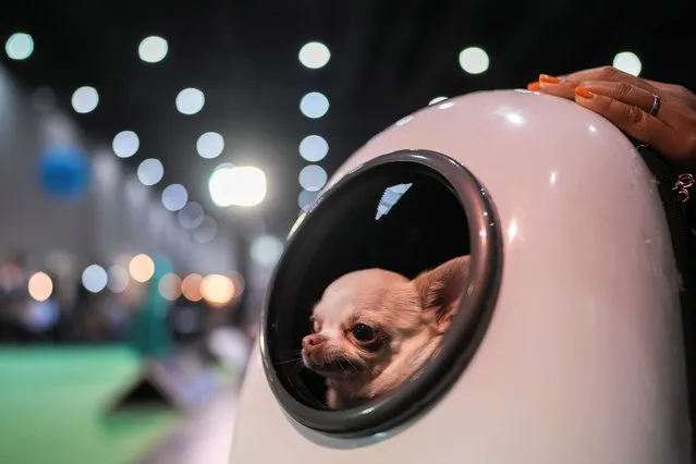 A chihuahua inside a rucksack looks on, at the annual Pet Expo 2021 in Bangkok, Thailand, November 25, 2021. (Photo by Athit Perawongmetha/Reuters)