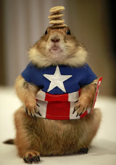 A Prairie dog wearing a costume of US superhero comic character Captain America stands with pet food on its head during the Pet Expo Thailand 2015 press conference in Bangkok, Thailand, 11 May 2015. The showcase for animal lover Pet Expo Thailand 2015 will be held in Bangkok on 28 to 31 May. (Photo by Rungroj Yondrit/EPA)