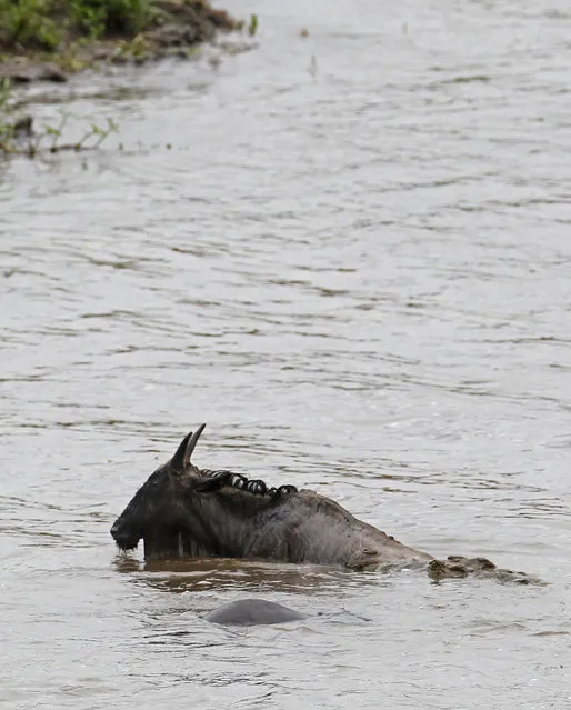 The gnu struggling to get to the bank of the river is dragged back by the crocodile, a hippo is seen strafing both animals. (Photo by Vadim Onishchenko/Caters News)
