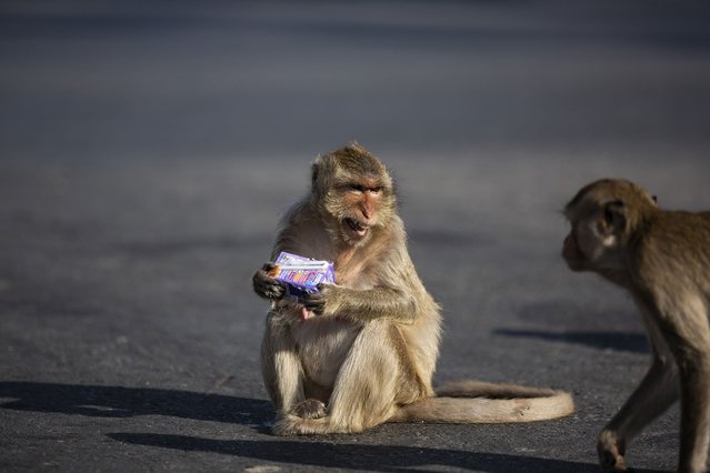 A monkey holds a juice box at the annual Monkey Buffet Festival in Lopburi, Thailand on November 28, 2021. (Photo by Stringer/Anadolu Agency via Getty Images)