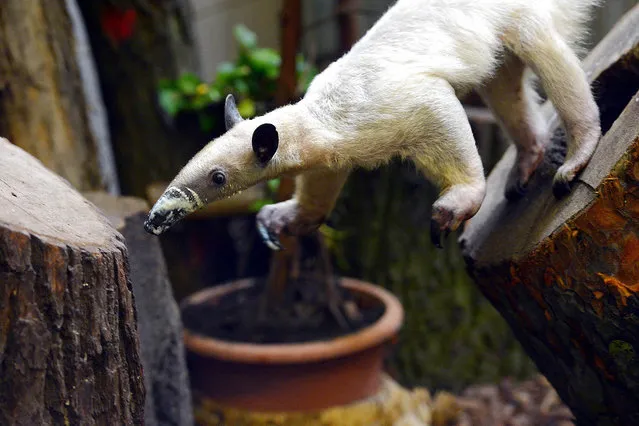 Animals at the Berlin Zoo on April 8, 2016; pictured: Anteater. (Photo by Theo Heimann/startraksphoto.com)