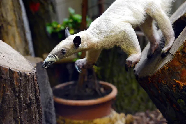 Animals at the Berlin Zoo on April 8, 2016; pictured:  Anteater. (Photo by Theo Heimann/startraksphoto.com)