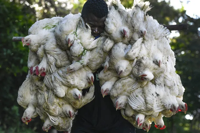 A man returns to Haiti after buying chickens at a market in the border town of Dajabon, Dominican Republic, Friday, November 19, 2021. Fridays are one of the busiest days at the binational market between Haiti and the Dominican Republic. (Photo by Matias Delacroix/AP Photo)