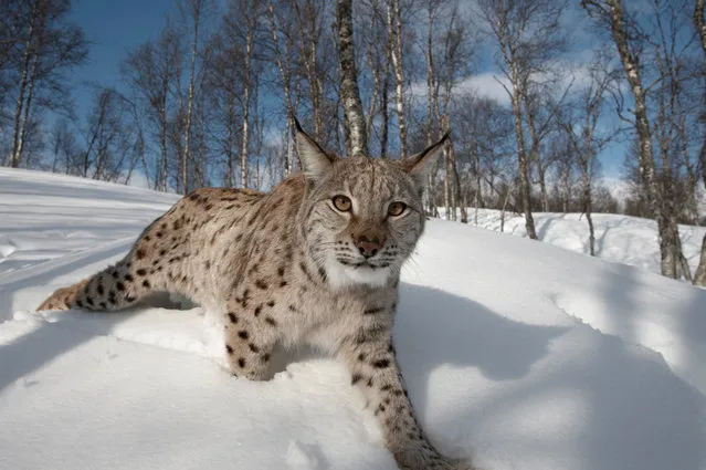 A female Eurasian lynx in a birch forest near Bardu in Norway in January 2021. A study to assess views about the possible reintroduction of lynx to Scotland is being launched. The project said research has shown that extensive areas of Scotland could support lynx, and the animals could bring environmental benefits. (Photo by Peter Cairns/scotlandbigpicture.com/PA Wire)