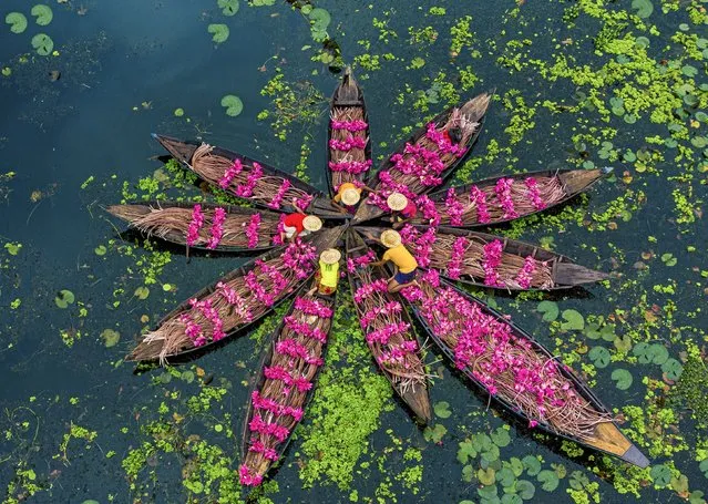 Farmers form a star by linking boats full of waterlilies. The pink waterlilies were harvested at the Salta wetlands, near Barisal, Bangladesh in the second decade of February 2024. (Photo by Bipul Ahmed/Solent News)