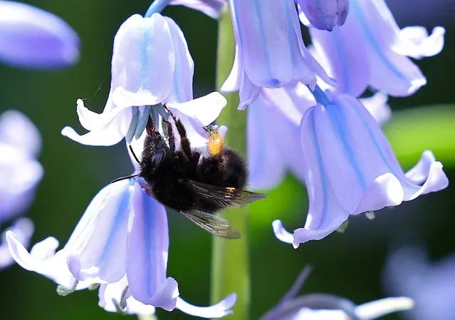 A bee gathers pollen from bluebells in London, Britain on April 14, 2024. (Photo by Toby Melville/Reuters)