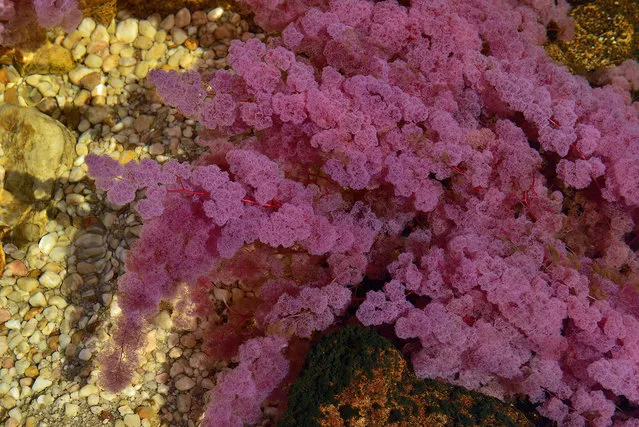 Macarenia clavigera, the endemic aquatic plant that grows in the Cano Cristales RIver in Colombia becomes red when the water level drops, and when the current is not too strong. These pigments protect it from solar radiation. (Photo by Olivier Grunewald)