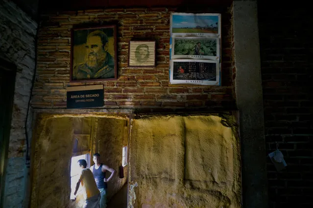 In this February 28, 2017 photo, images of the late leader Fidel Castro, revolutionary hero Ernesto “Che” Guevara, and tobacco farm scenes, decorate a wall inside a state-run “drying room” where tobacco curers take a work break in San Luis, Cuba's western province Pinar del Rio, Cuba. The drying sheds are full of tobacco leaves, waiting for the moment when they are transformed into hard currency for the country, a welcome development for Cuba's ailing economy. (Photo by Ramon Espinosa/AP Photo)