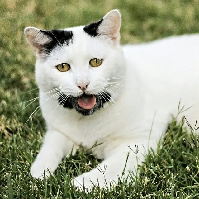 Gary The Hipster Cat