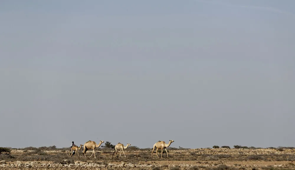 Somalia Drought Crushes Herders' Lives