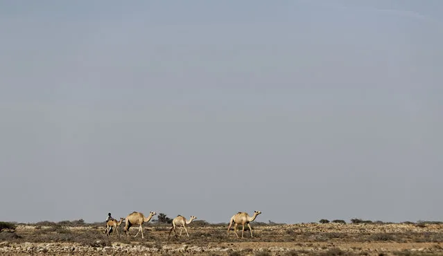 In this photo taken Tuesday, March 7, 2017, a herder drives his camels across the desert near Eyl in Somalia's semiautonomous northeastern state of Puntland. (Photo by Ben Curtis/AP Photo)