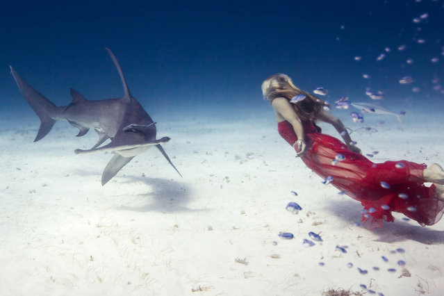 Liz swimming with Hammerheads in the Bahamas, Bimini. (Photo by Jeremy Farris/Caters News)