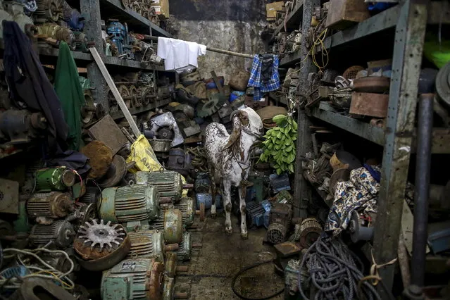 A goat eats leaves inside a motor pump workshop in Mumbai, June 24, 2015. (Photo by Danish Siddiqui/Reuters)