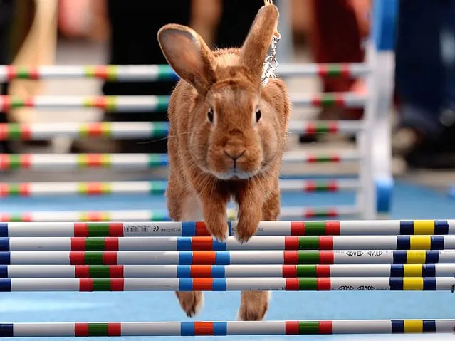 Inspired by equestrian jumping events, rabbit enthusiasts in the Czech Republic organized a bunny hop competition as an early Easter celebration. (Photo by Filip Singer/EPA)