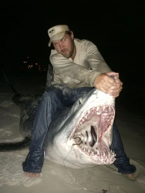 Joey Polk, 29, holding open the jaws of the 11ft mako shark. (Photo by Joey Polk/Barcroft Media)