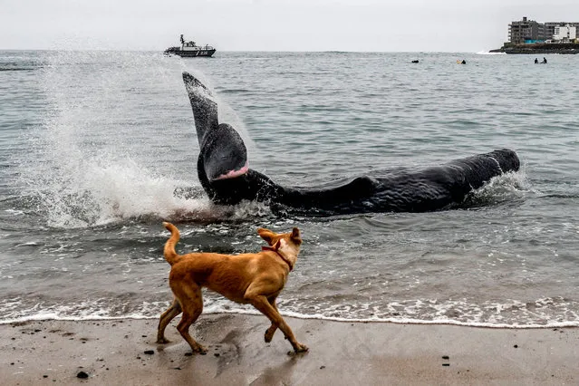 A dog looks at a five-meter-long sperm whale stranded at San Bartolo beach, in Lima, on August 20, 2019. Surfers and policemen saved Tuesday an injured whale which remained stranded some hours at a beach in southern Lima, police informed. (Photo by Ernesto Benavides/AFP Photo)