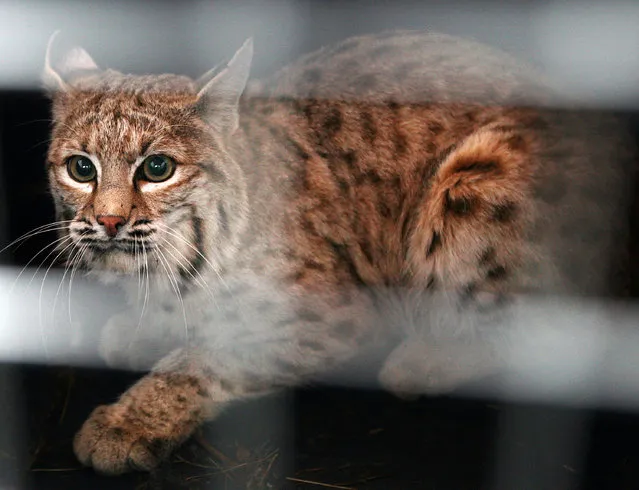 In this December 7, 2007 file photo a bobcat trapped in a snare at the Billings, Mont., airport looks out of his crate before he is released east of Shepherd, Mont. An environmental group is asking a federal judge to halt a United States government program that allows the export of tens of thousands of bobcat pelts and a small number of gray wolf pelts for sale on the international fur market. (Photo by Casey Riffe/The Billings Gazette via AP Photo)