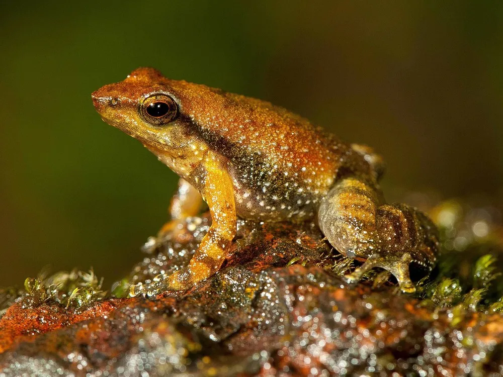 14 New Species of “Dancing Frogs” Discovered