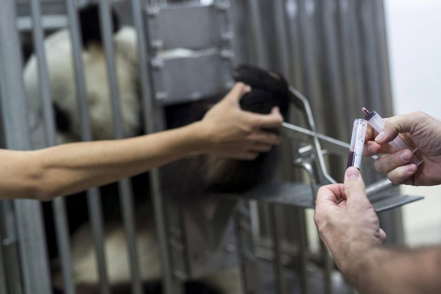 A veterinarian fills a test tube with blood drawn from giant panda Le Le, 10, during a routine health check at the Hong Kong Ocean Park, China June 30, 2015. (Photo by Tyrone Siu/Reuters)