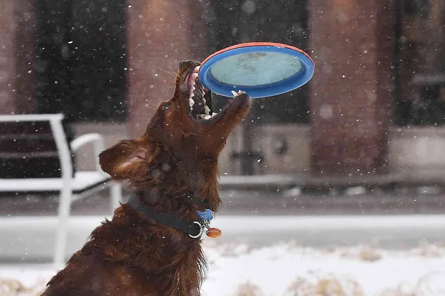 A dog named Gilroy catches a frisbee thrown by his owner Jason Meyers of Burlington during a snowstorm, Saturday, March 12, 2022, in Burlington, Vt. A late winter storm blowing into the northeastern United States on Saturday had forecasters warning of snow and high winds after the system brought wintry conditions to southern states. (Photo by Jessica Hill/AP Photo)