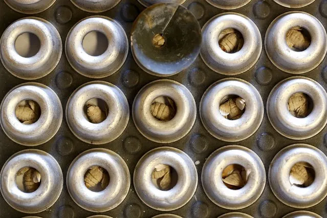 Silkmoths that have hatched out of their cocoons are seen at the CRA research unit in Padua,  Italy, June 4, 2015. Despite having wings, the adult moth cannot fly. (Photo by Alessandro Bianchi/Reuters)