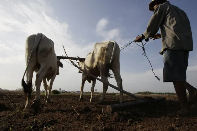 A farmer guides his cows as he plows his rice paddy field during the rainy season in Samroang Teav village outside of Phnom Penh, Cambodia, Thursday, May 26, 2016. Cambodia recently received rain after its longest drought in the last four decades which has left about two-thirds of the country's 25 provinces short of water for drinking, rice planting, and other necessities. (Photo by Heng Sinith/AP Photo)