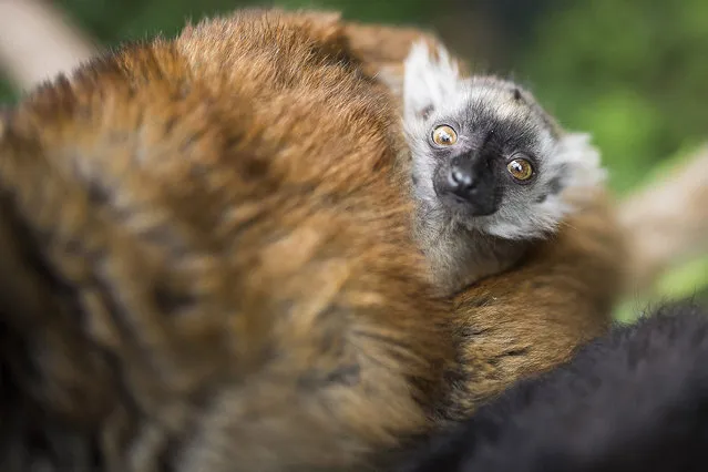 A seven-week old black lemur cub is with its mother in their enclosure in the Nyiregyhaza Zoo in Nyiregyhaza, 245 kms east of Budapest, Hungary, Tuesday, May 24, 2016. The parents arrived to Nyiregyhaza within the framework of the European Conservation Program. (Photo by Attila Balazs/MTI via AP Photo)