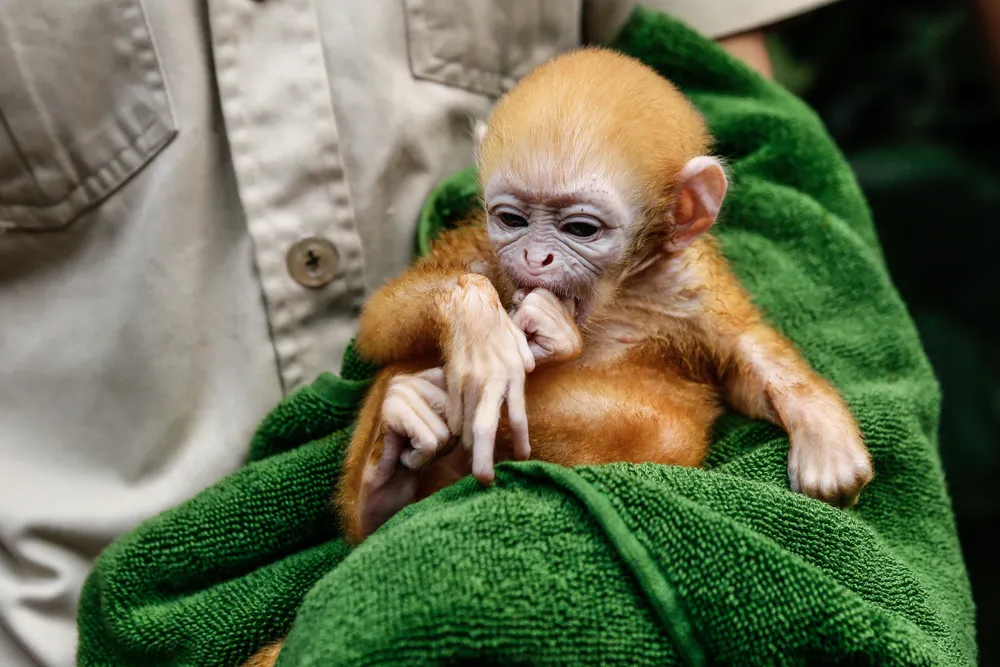 Bali Zoo Welcomes Adorable Newborn Javan