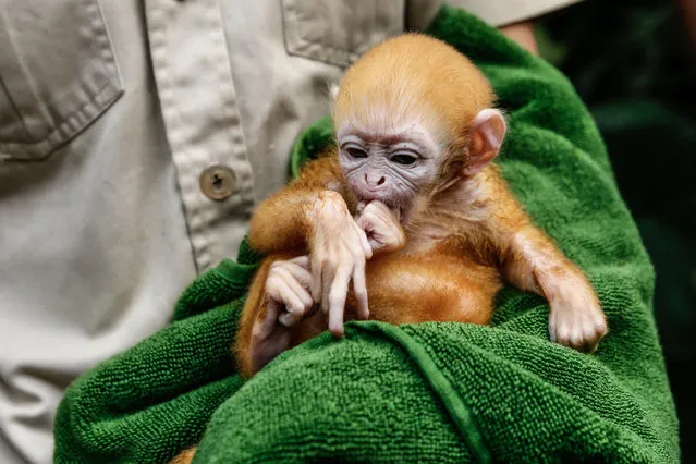 A zookeeper handles a week-old newborn baby Langur at Bali Zoo on June 19, 2014 in Gianyar, Bali, Indonesia. Javan Langurs are found in Java, Bali and Lombok in Indonesia and are listed as a threatened species due to hunting, agricultural expansion and habitat loss. (Photo by Putu Sayoga/Getty Images)